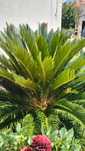 Palmeira Cycas Revoluta