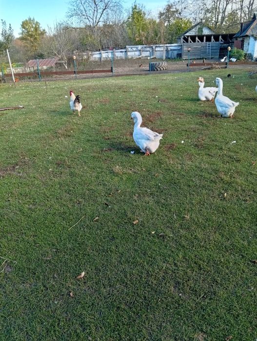 Гуси.                 Холмонгори.