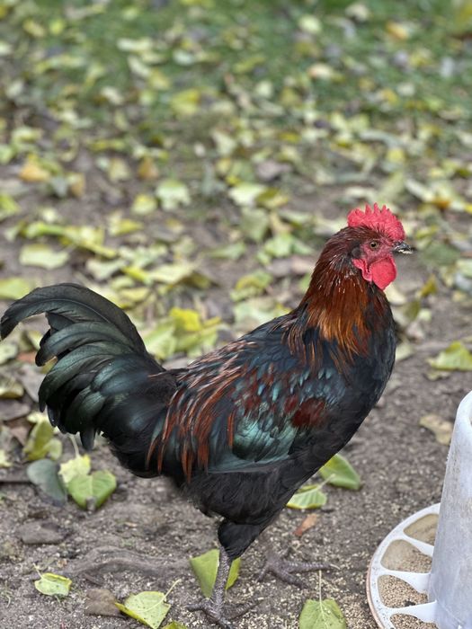 Jaja legowe kur z wolnego wybiegu, mix