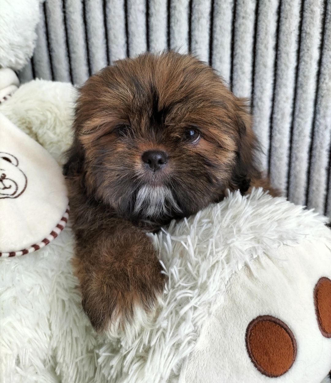 Shih tzu 8 tygodniowy piesek