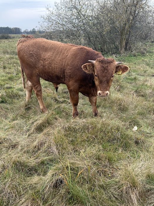 Sprzedam bydło mięsne