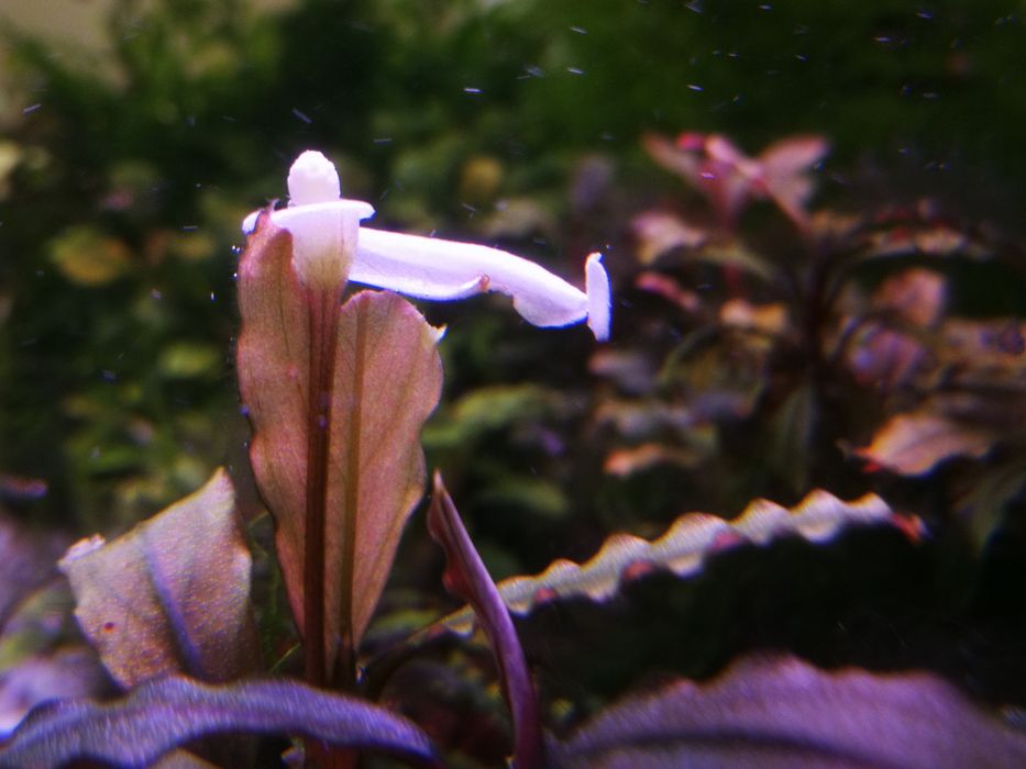 Bucephalandra sadzonki