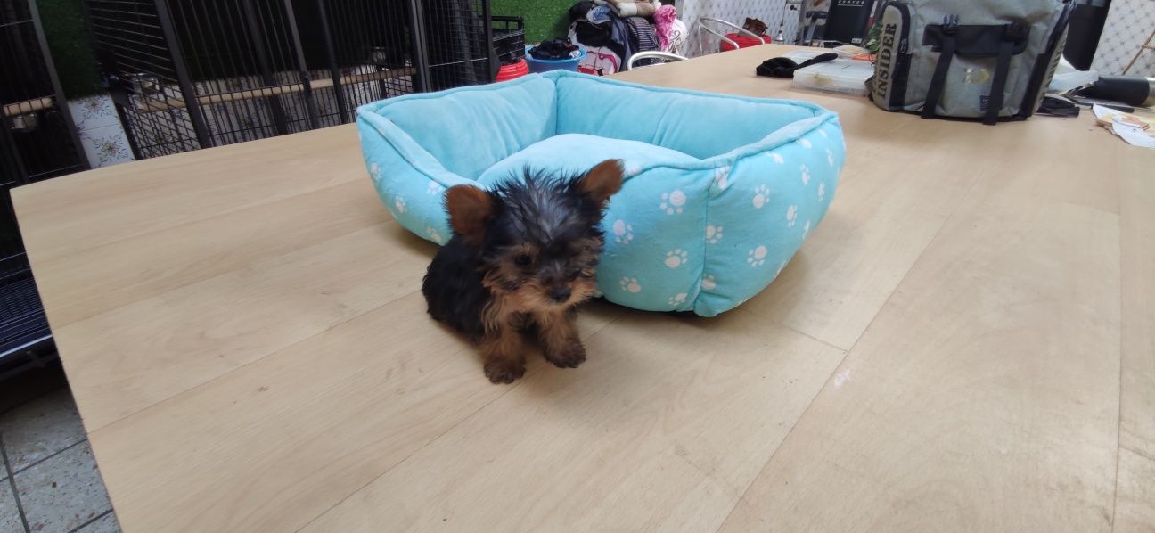 Yorkshire Terrier miniatura criado em ambiente familiar disponível par