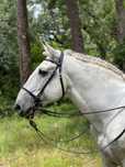 Cavalo Garanhão PSL