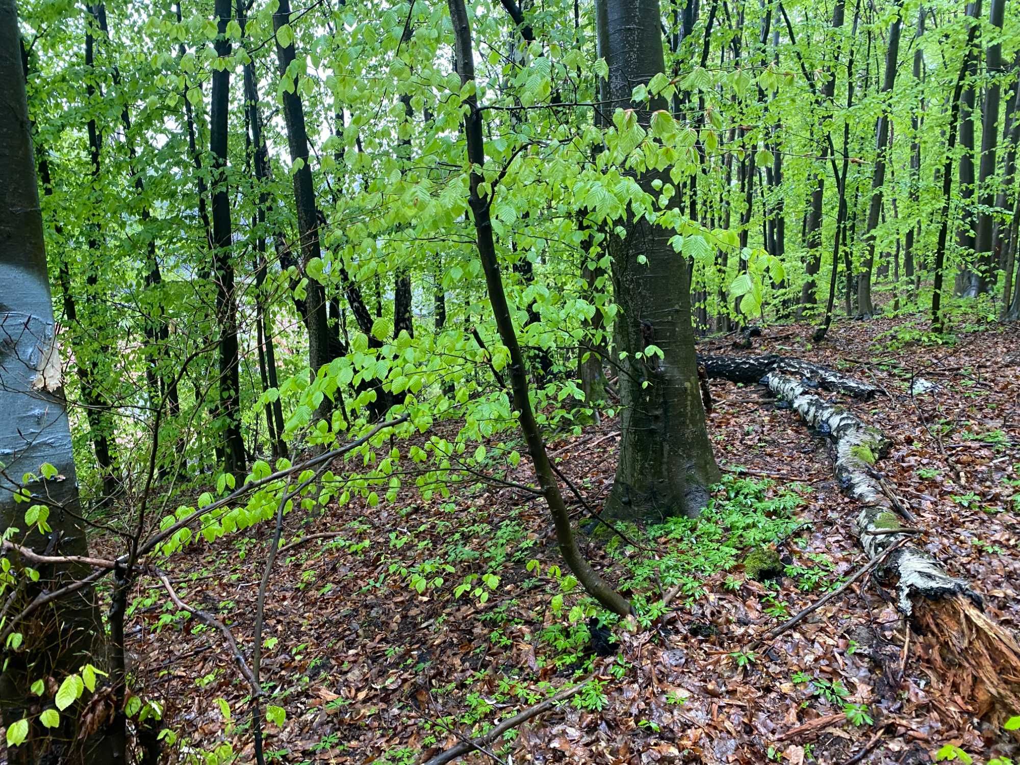 земельна ділянка для дачного будівництва