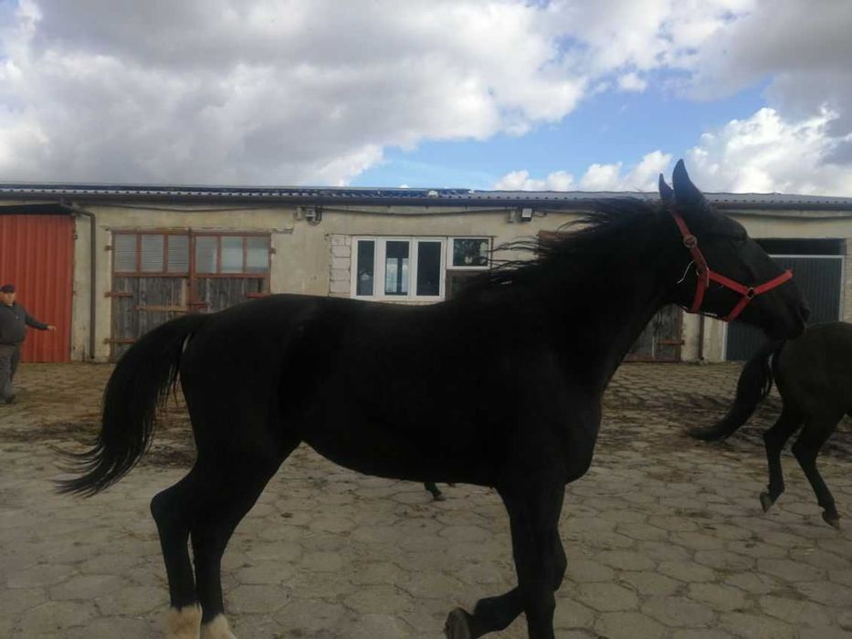 Sprzedam klacze śląskie