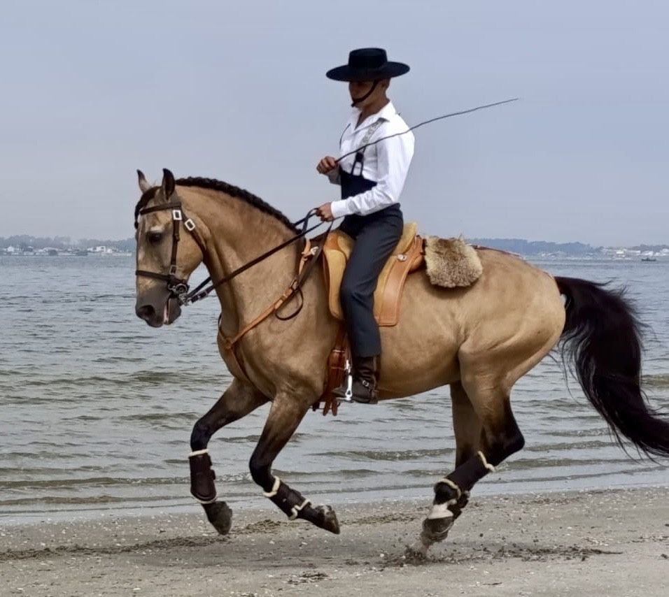 Cavalo Lusitano Montado