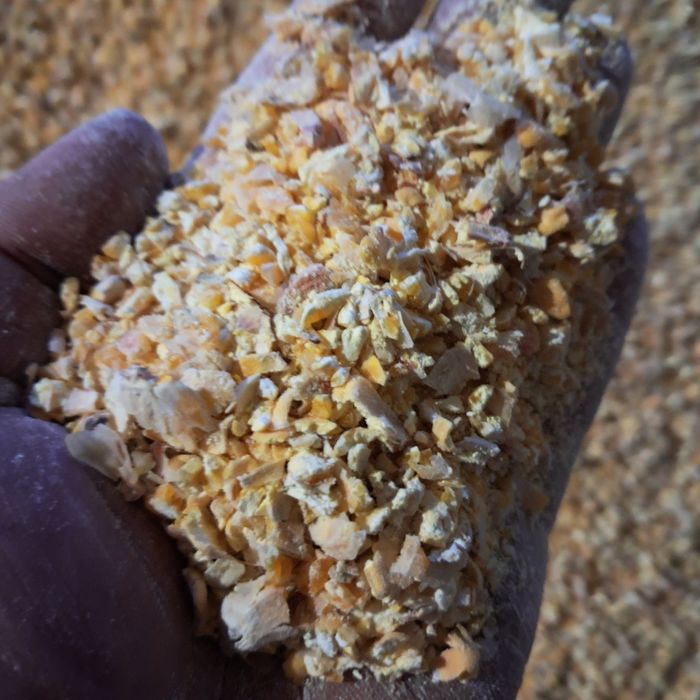 Kukurydza sucha cale ziarno gnieciona mielona ccm