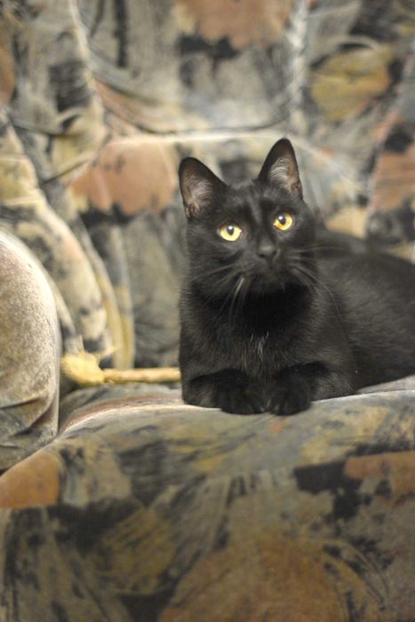 Pokochaj i Przygarnij Ramzesa