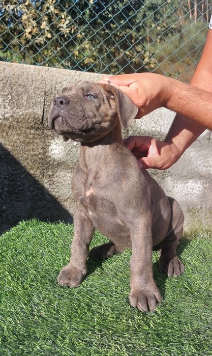 Cane Corso Italiano
