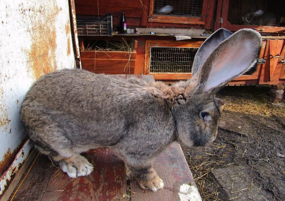 кролики породи фландр