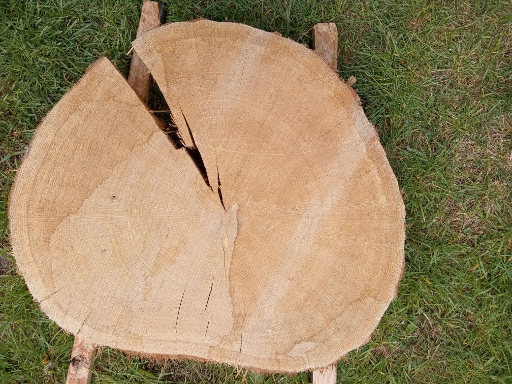 Plaster dębowy na stolik kawowy/ blat