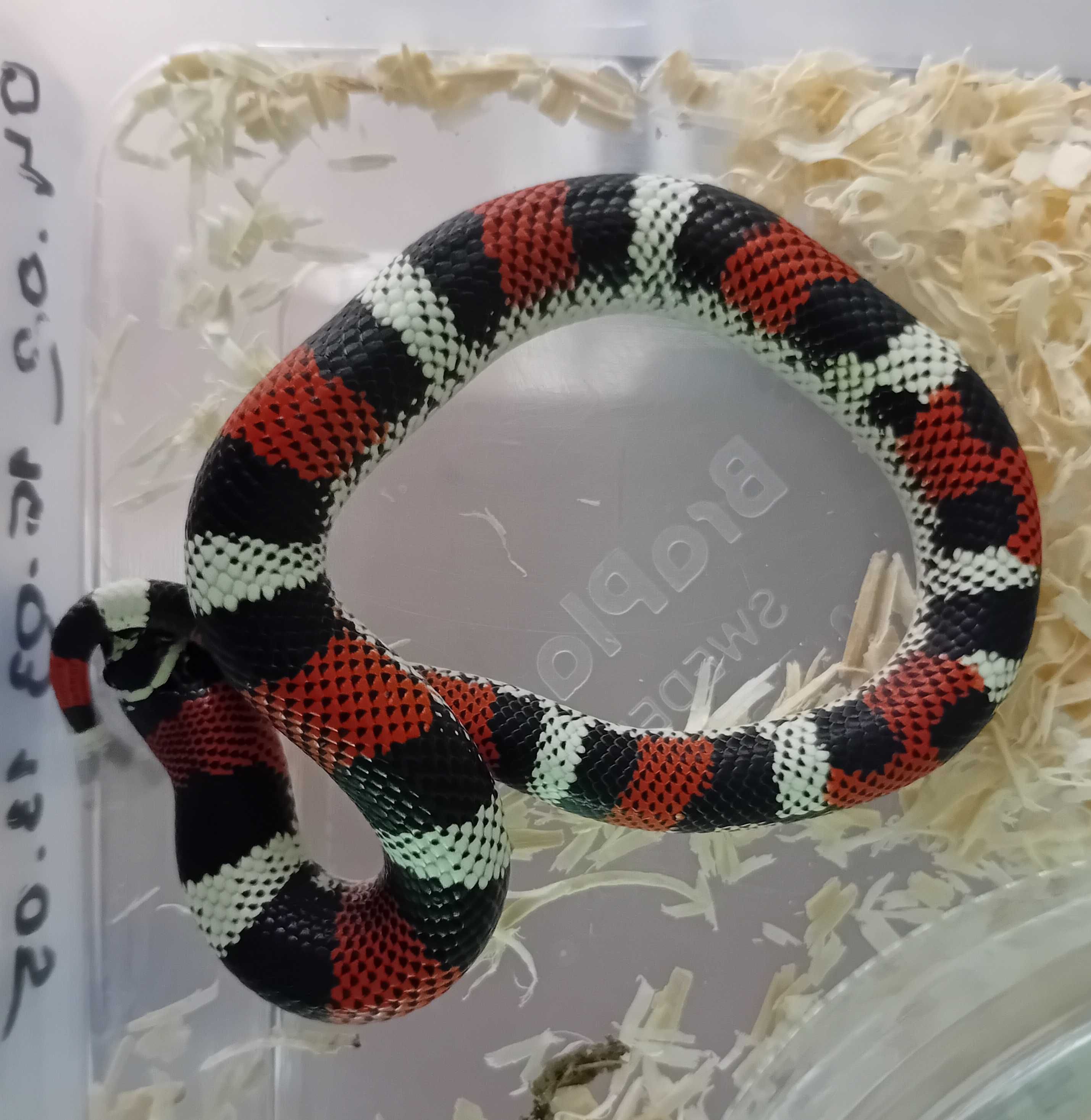 Heterodon trójbarwny