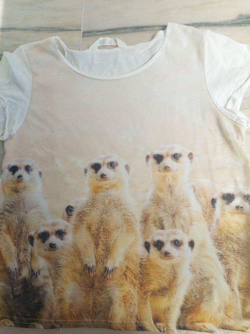 T-shirts de suricatas