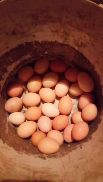 Jaja wiejskie kurze