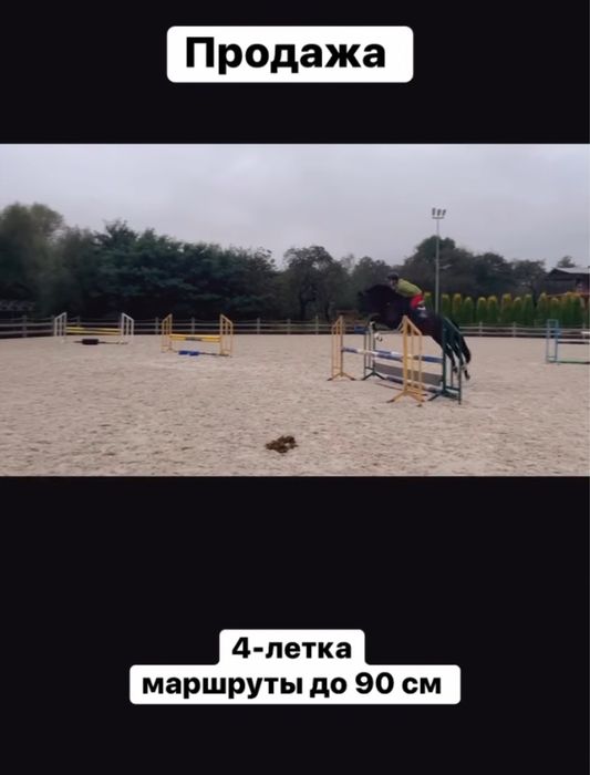Продаж !!! Молодий жеребець