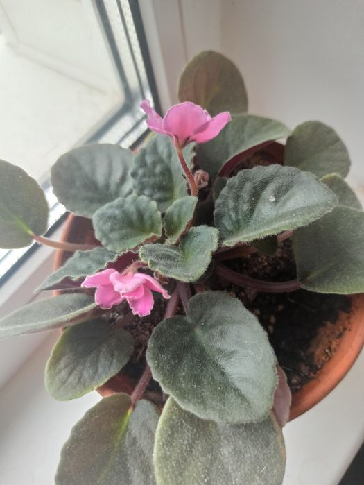 Фіалка кімнатна рожева