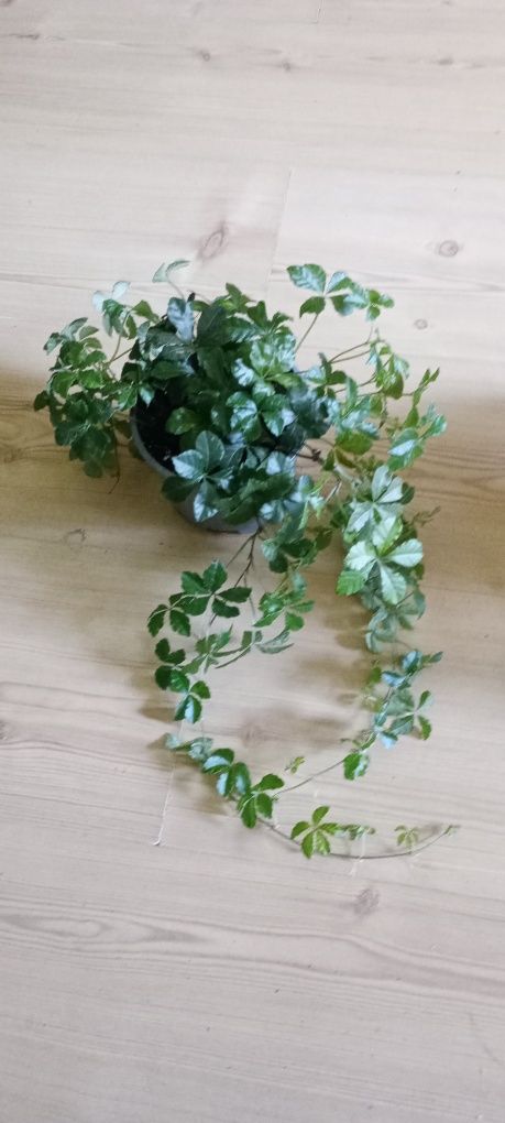 Cisus Peperomia trzykrotka