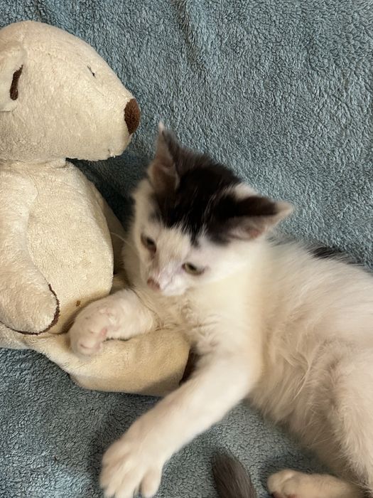 Кошеня в добрі руки, 5 місяців