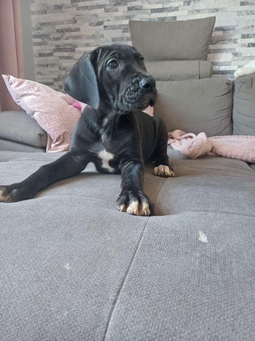 Sunia dog niemiecki czarna