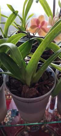 Орхідея пафіопеділум,або черевичок Венери,в не квітучому стані