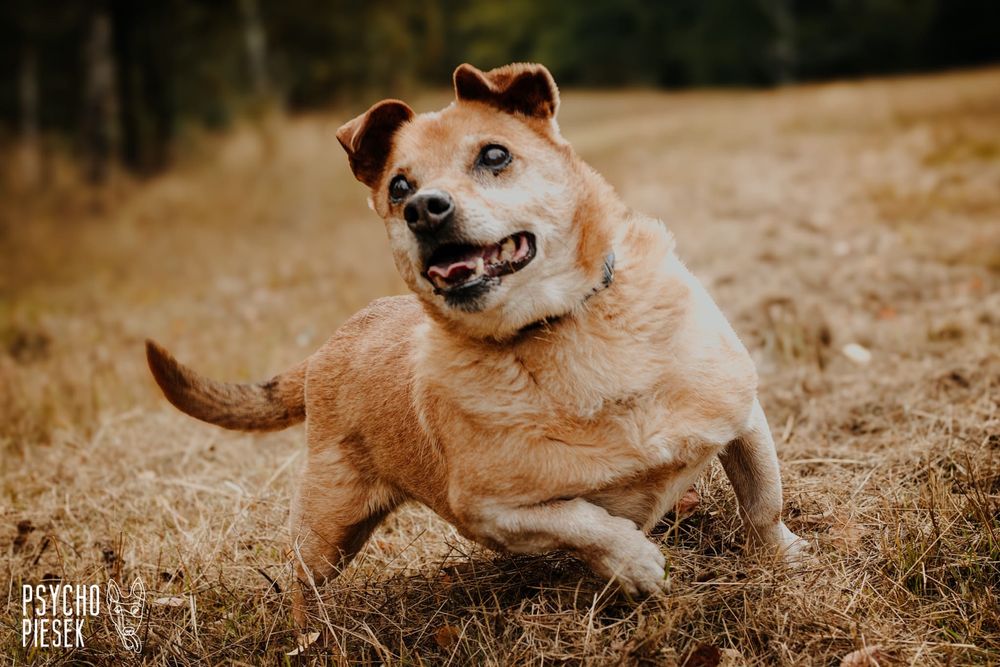 Wesoły, przyjacielski psiak szuka kochającego domu