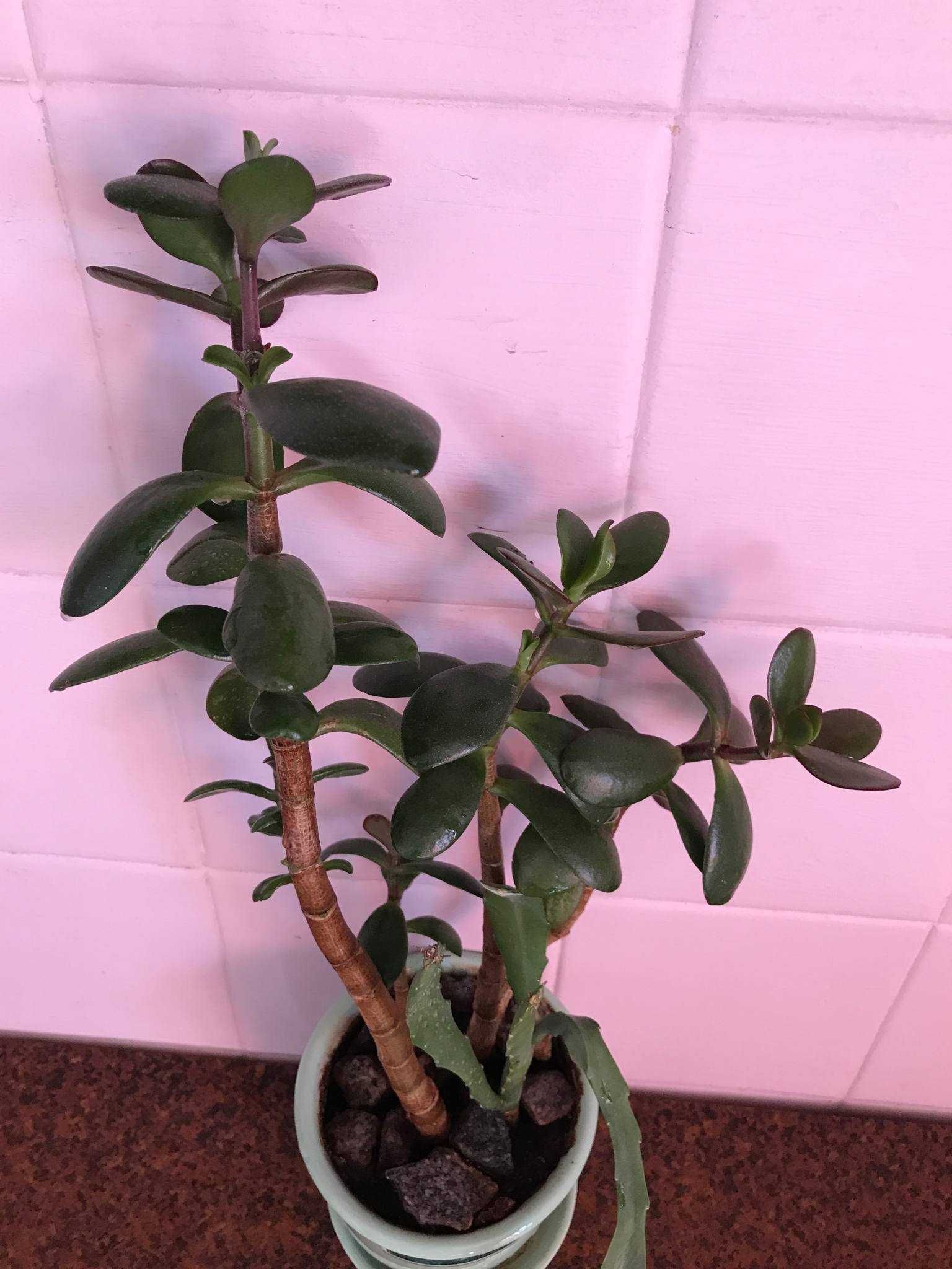 Толстянка денежное дерево (Crassula ovata)  3шт. растение вазон