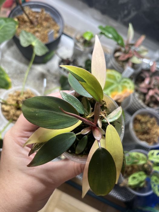 Philodendron strawberry shake