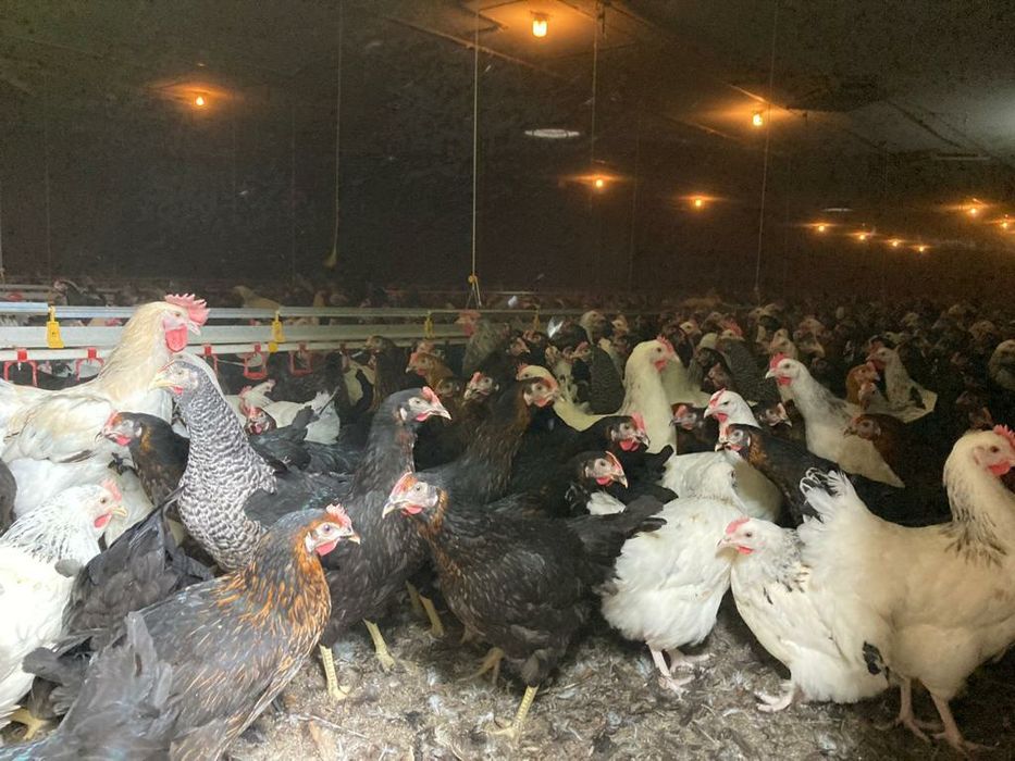 Kury Nioski Rosa z Jajkiem. Wysyłka!