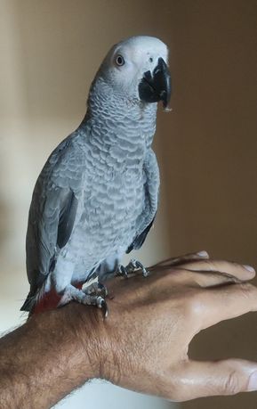 Малыши серого попугая