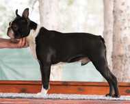 Łagodny, proporcjonalny piesek Boston Terrier ZKwP/FCI oddział W-Wa