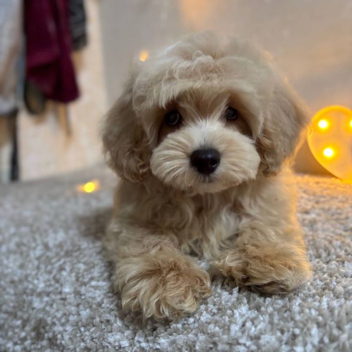 Мальчик Мальтипу F1 карамель — нежность, созданная природой