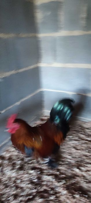 Galos bonitos de várias raças