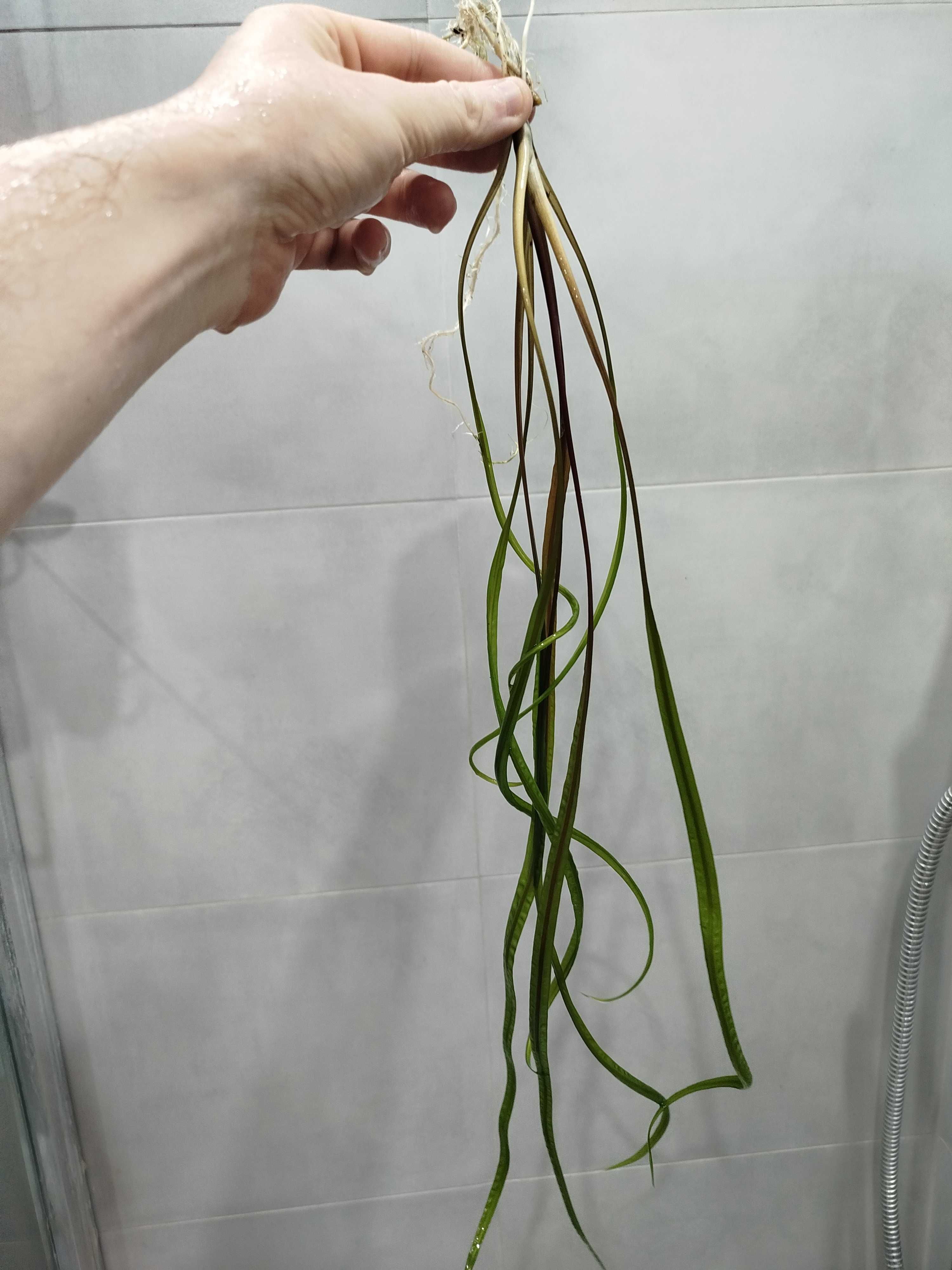 Sprzedam Cryptocoryne Balansae