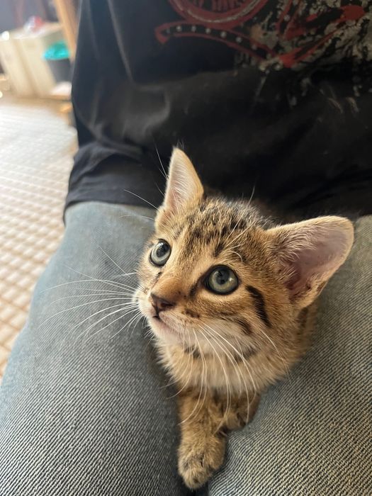Gatinhos procuram família para a vida