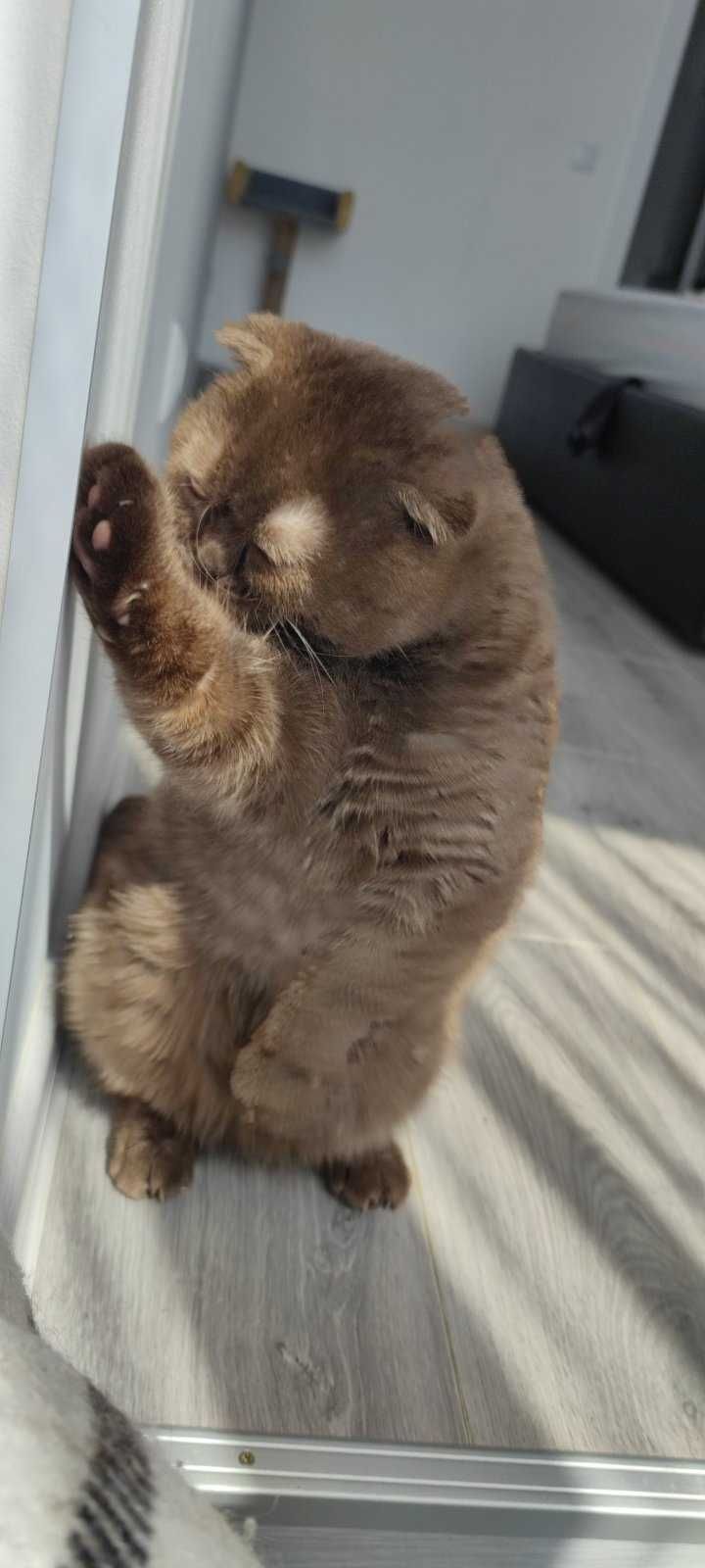 Шотландский котик