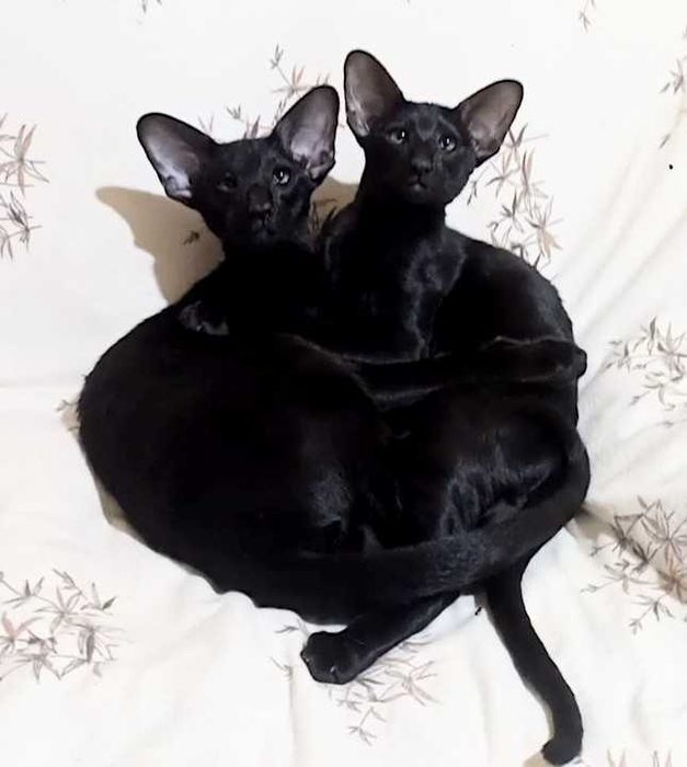 Оріентальна чорна кішка