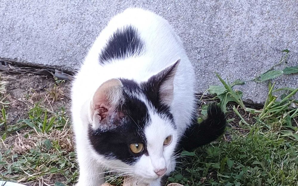 Koty dachowce do oddania