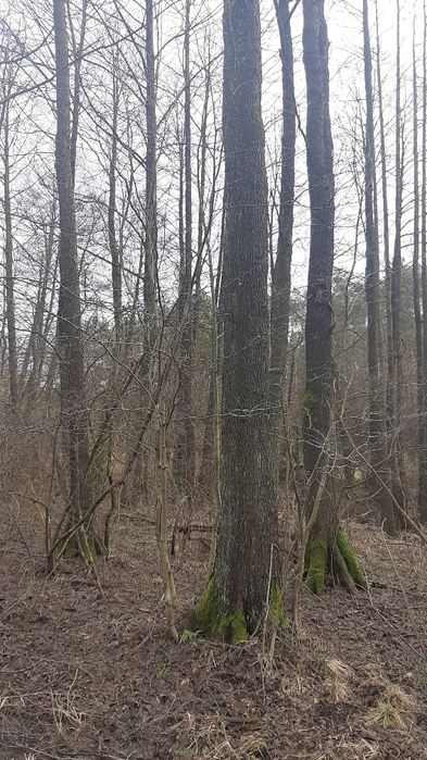 Olcha tartaczna na pniu