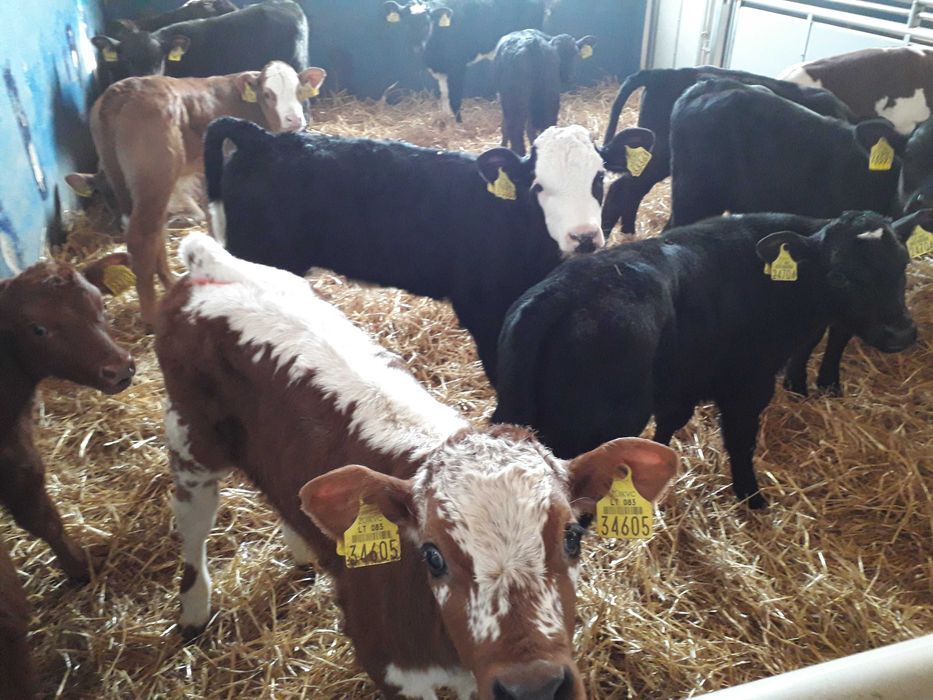 Cielęta, cielaki, byczki oraz jałówki mięsne, MM,MS,HF transport