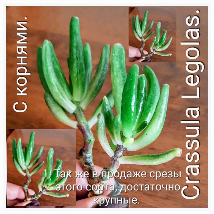 Вариегатные крассулы толстянки денежные деревья суккуленты.