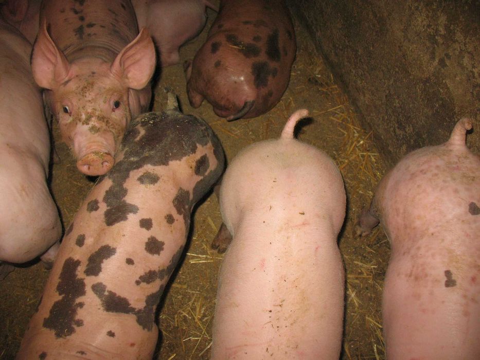 подам поросят мясноі породи