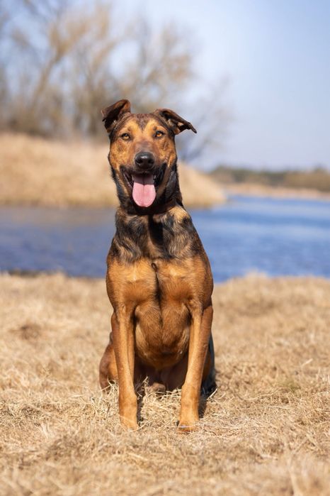 Owczarek belgijski malinois mix doberman – Eden szuka domu