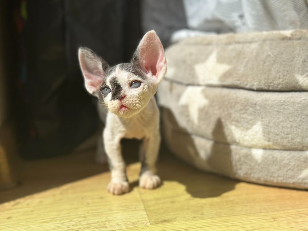 Kocurek devon rex Valery