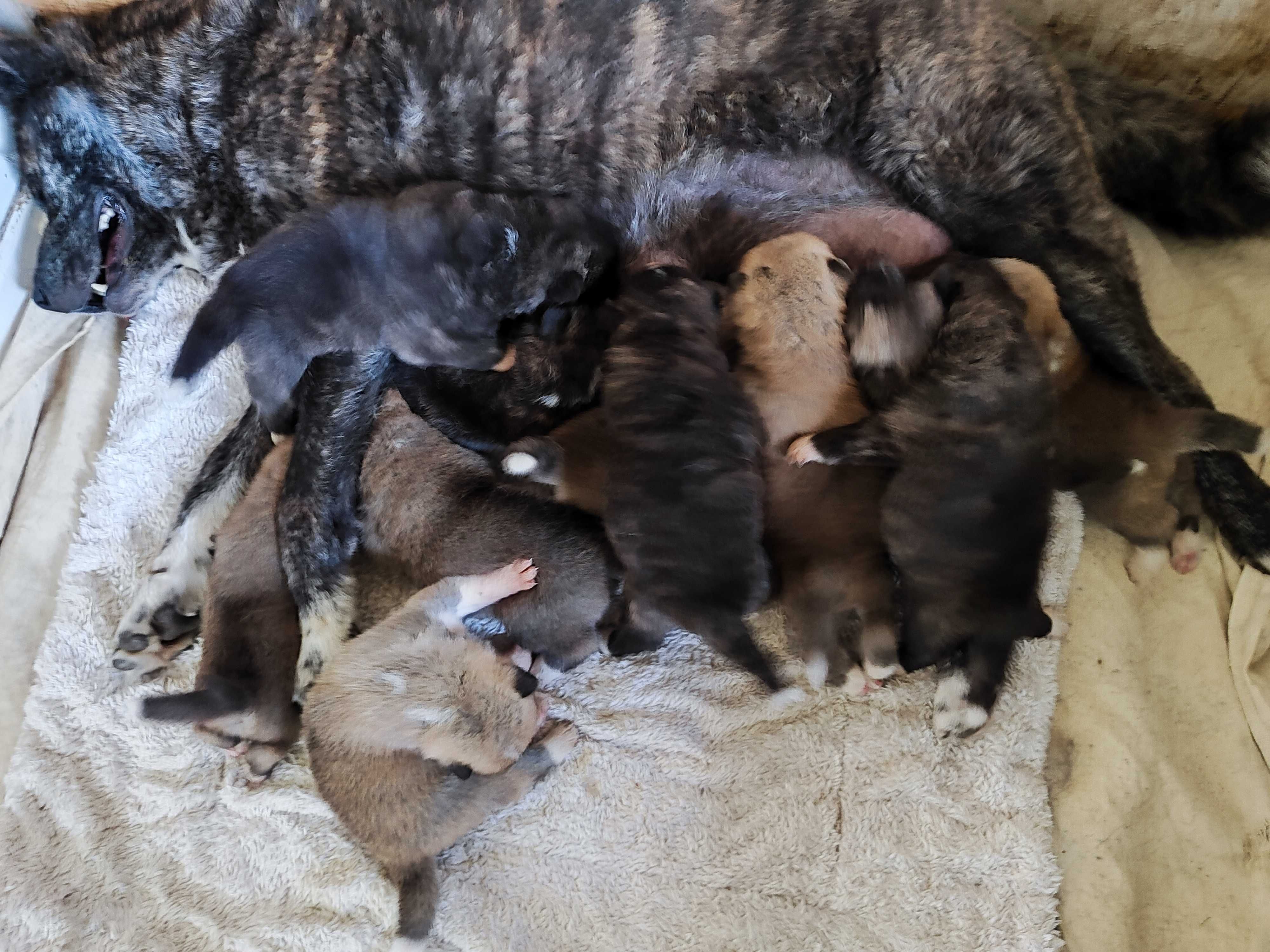 Akita inu socjalizowana przez zoopsychologa