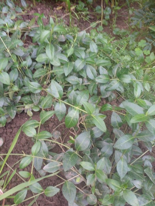 Барвінок з голубими квіточками