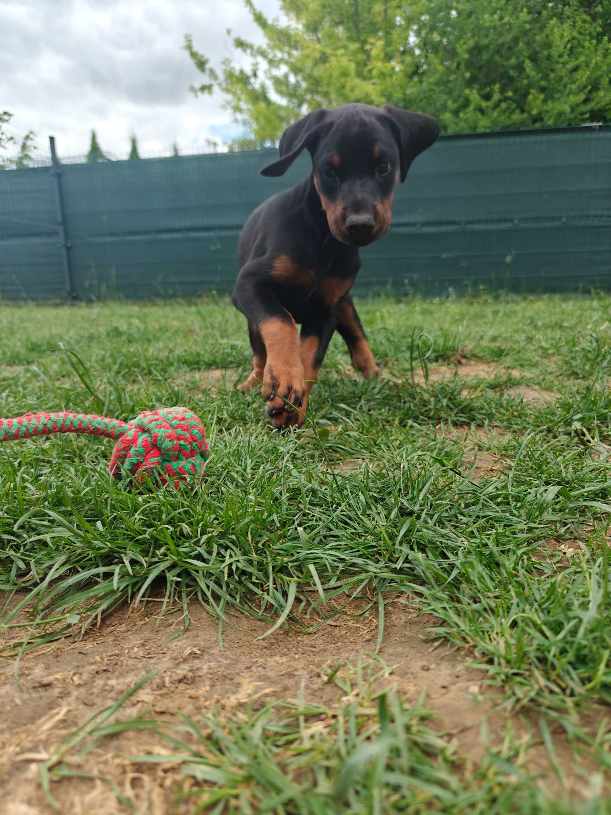 Suczka dobermana FCI po Championie z bardzo dobrym rodowodem ZKwP
