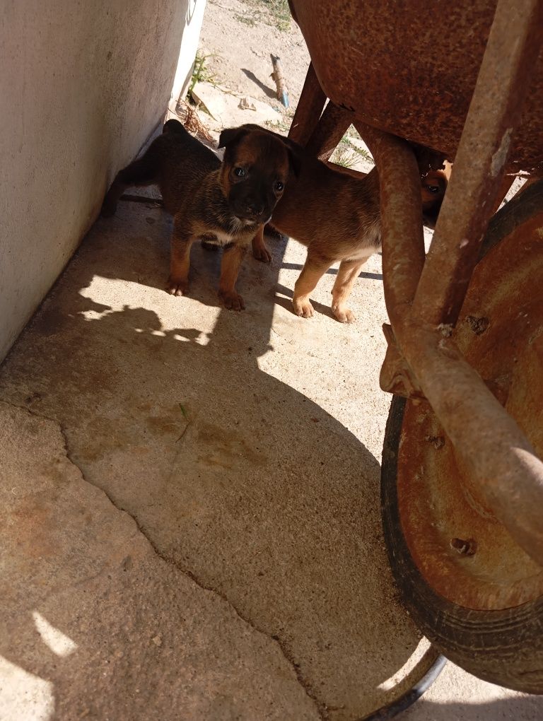 Cachorros muito fofos