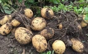 Продам картоплю домашню 6 грн/кг -700кг