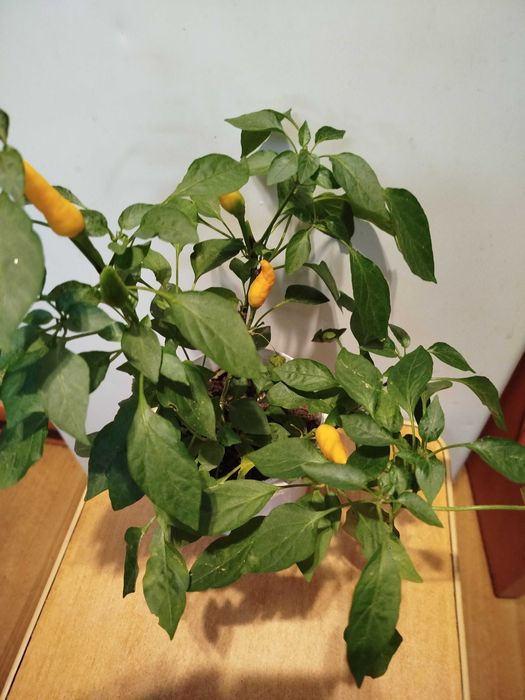 . Седум . Перец комнатный желтый